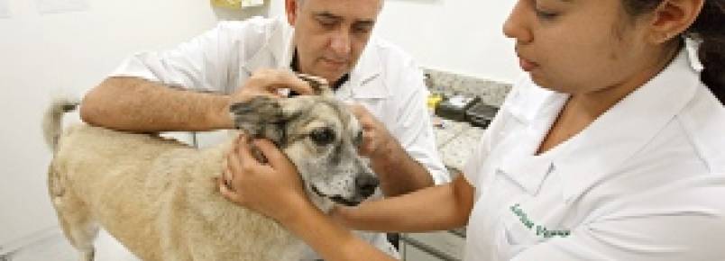Hospital Veterinário de Urgência tem atendimento 24h no bairro Floresta